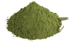 Moringa Powder