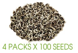 4 Packs x 100 nos of Moringa Seeds
